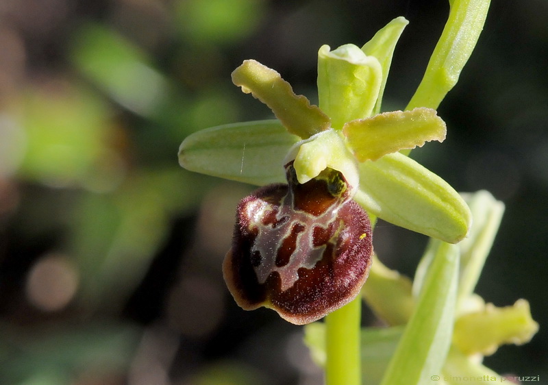 Orchidee del Chianti - Ophrys sphegodes e altre...